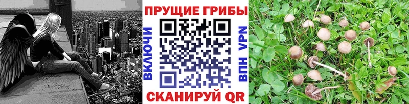 Псилоцибиновые грибы Psilocybine cubensis  Купить  Ярославль
